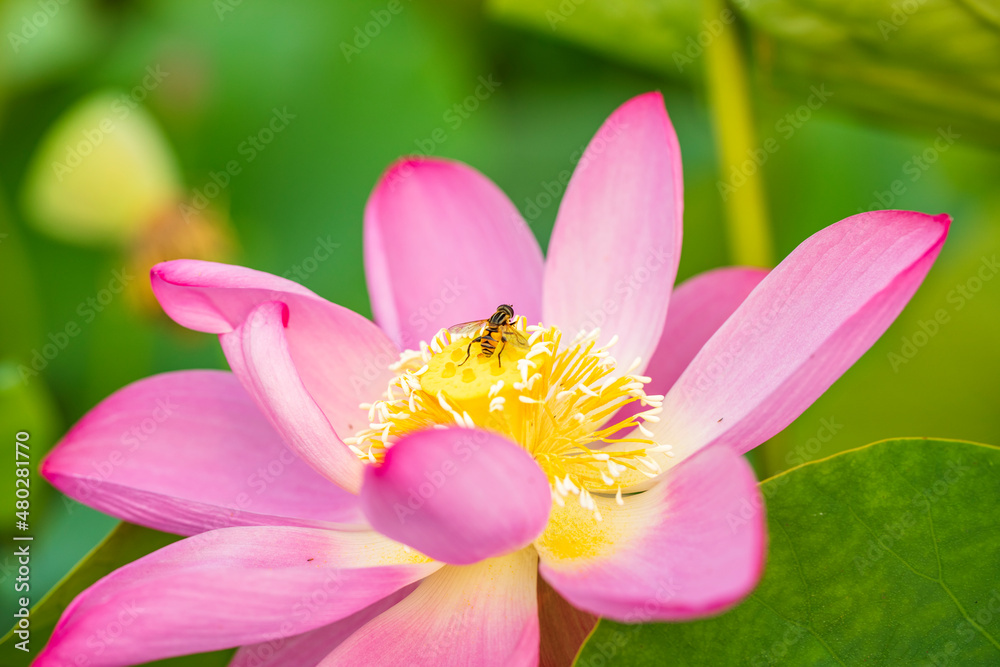 The lotus and the bee