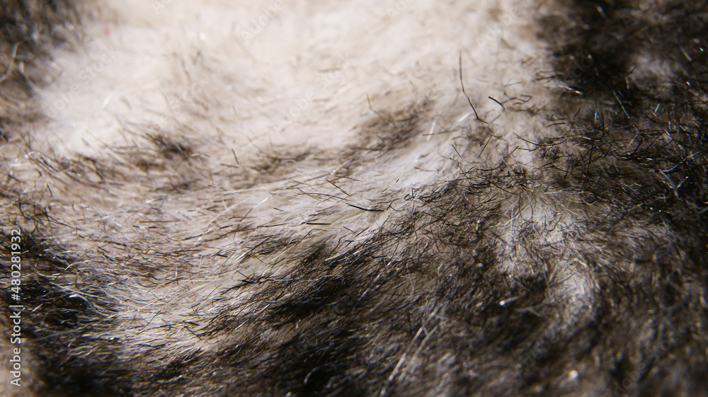 Fototapeta premium Macro close up of a fur like material texture