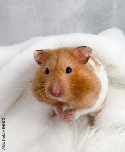 Cute Syrian hamster with full cheek pouches on a soft blanket