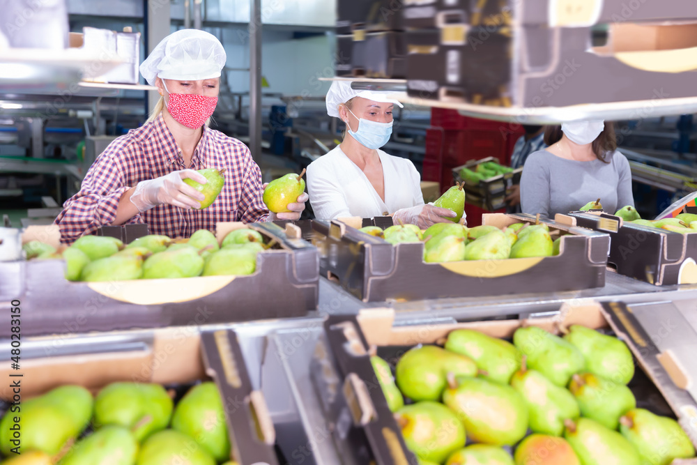 Fototapeta premium Nice female workers in protective masks sort ripe pears into boxes for sale