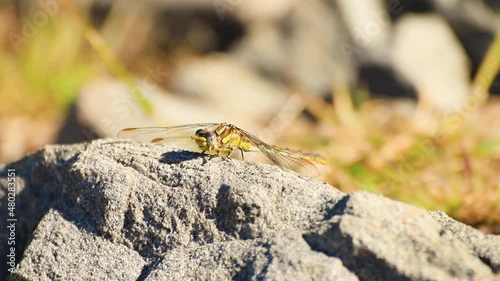 Yellow dragonfly gesturing standing in a big gray outdoor stone in a sunny day