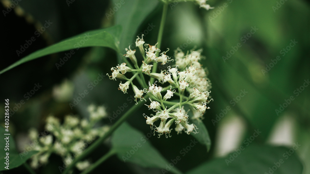 Flowers and green leafs in nature waving slowly in natural wind