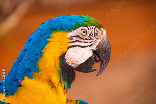 close-up yellow breasted macaw photo