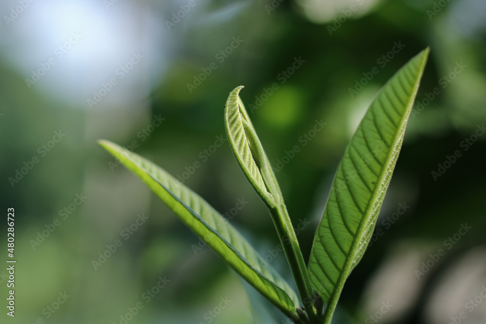 Photo of a leaf and branches ourdoor nature Photo of a leaf and branches ourdoor nature