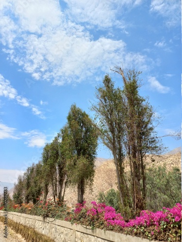 landscape with trees