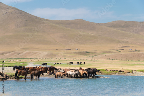 KHARKORIN, MONGOLIA - Horses on Orkhon Valley in Kharkhorin (Karakorum), Mongolia. It is part of the Orkhon Valley Cultural Landscape World Heritage Site.