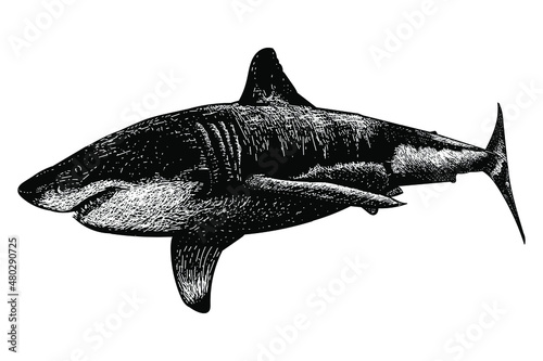 shark hand drawing vector illustration isolated on white background