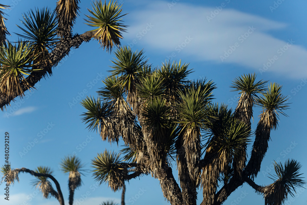 Yucas del semidesierto en Higueras, Nuevo León, México. Yucas del semidesierto en Higueras, Nuevo León, México.