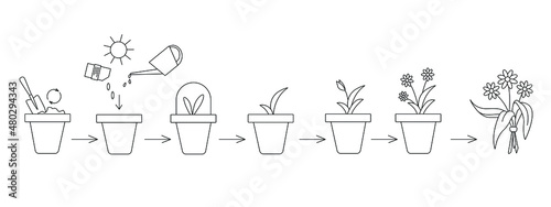 Schematic representation of planting and growing a flowers in a pot. Several stages are shown: planting seeds, watering and pre-harvest. Simple vector illustration. Can be used to form articles