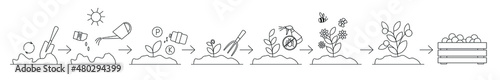 Schematic representation of planting and growing a plant in open ground. All stages of cultivation from sowing to harvest are shown, and plant care is also shown. Can be used to design articles, sites