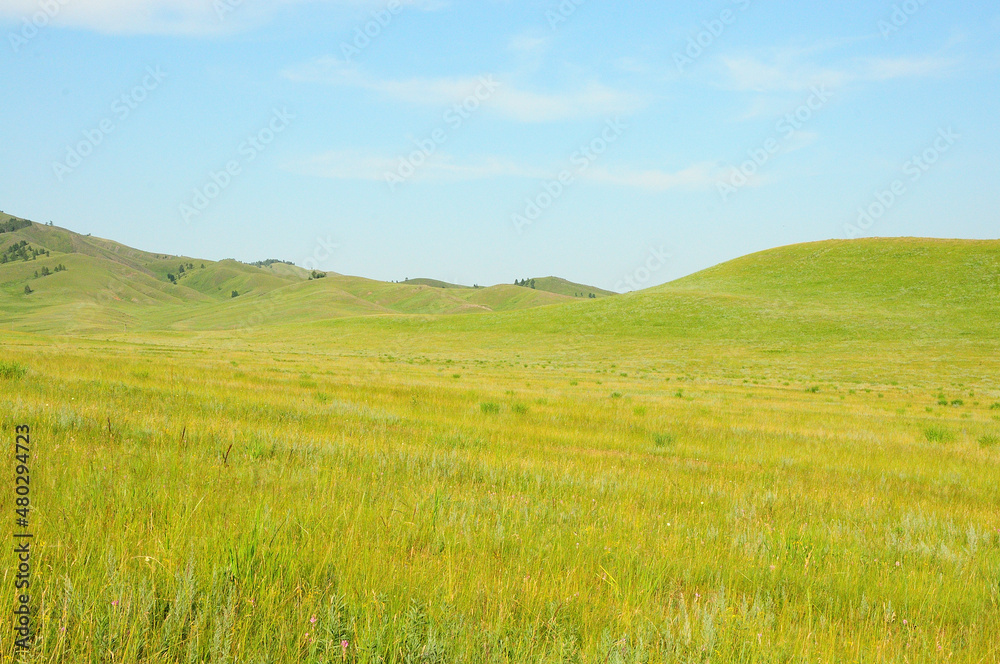 Beautiful hilly steppe overgrown with tall grass under a clear summer sky.