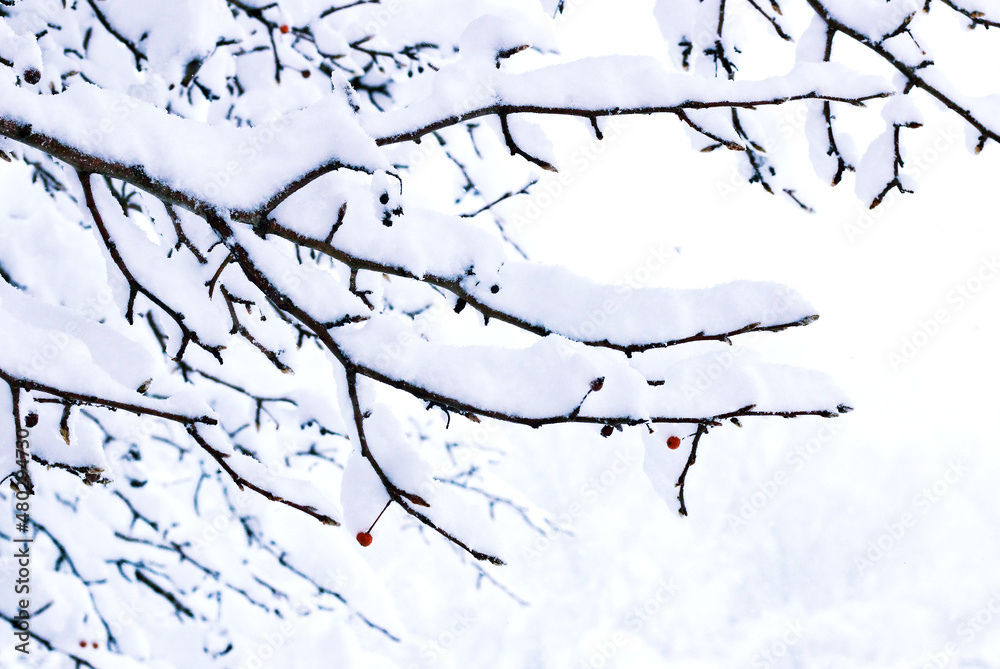 Snow Covered Tree Branch With Red Berries