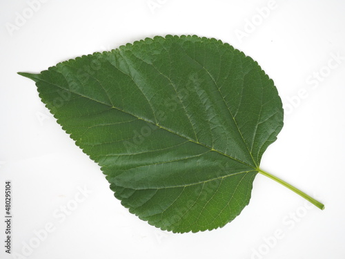 Mulberry leaves on white background. closeup photo, blurred.