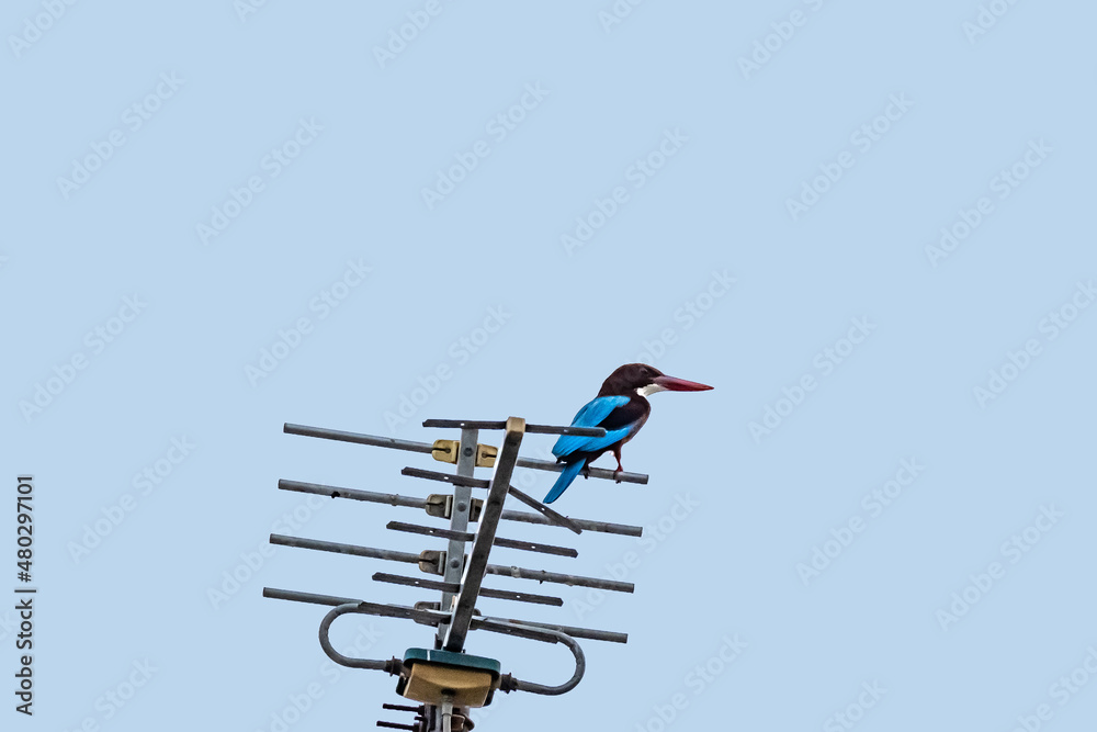 Silhouette of White-throated Kingfisher bird (Halcyon smyrnensis) perching on top of tv antenna. Silhouette of White-throated Kingfisher bird (Halcyon smyrnensis) perching on top of tv antenna.