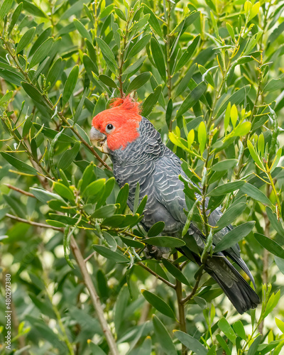 Male Gang-gang Cockatoo (Callocephalon fimbriatum) identified from the female with his a red head and crest.