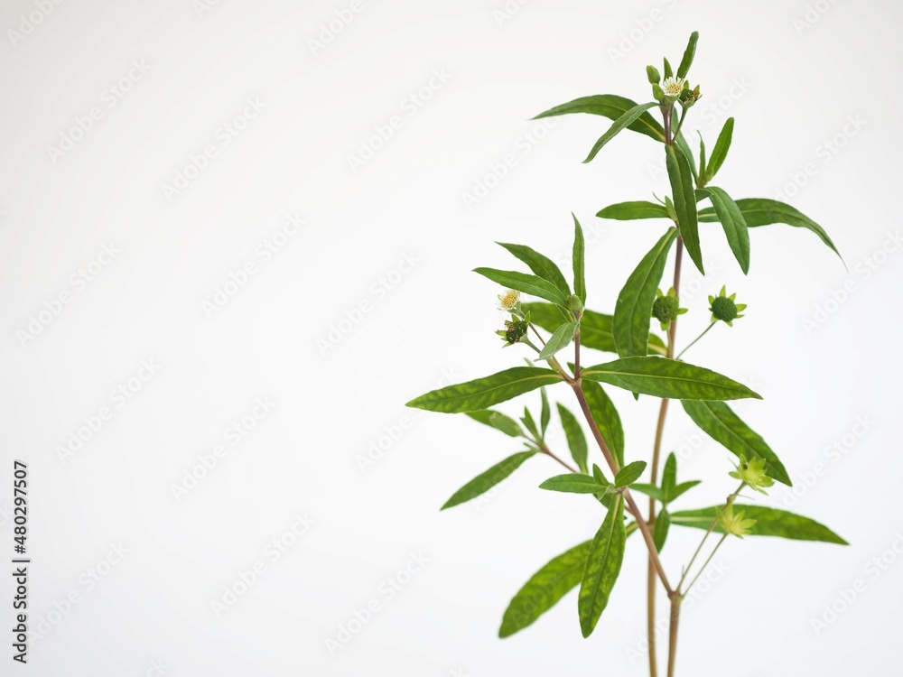 Obraz premium Eclipta prostrata commonly known as false daisy, in Sanskrit,used as ayurvedic or herbal medicine for hair-fall. closeup photo, blurred.