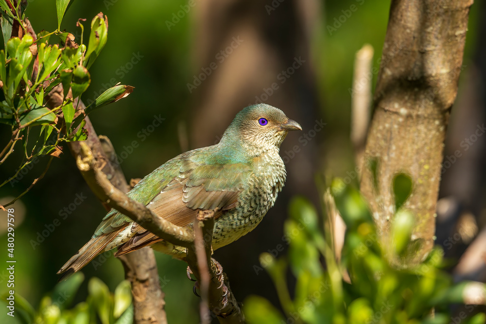 Obraz premium Younger male or female Satin Bowerbird (Ptilonorhynchus violaceus). They are olive-green above, off-white with dark scalloping below and have brown wings and tail.