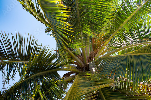 A coconut tree with leaves blowing in the wind against the sky