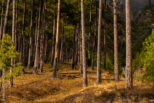 A wide view of pine trees standing straight with dry undergrowth during autumn season 