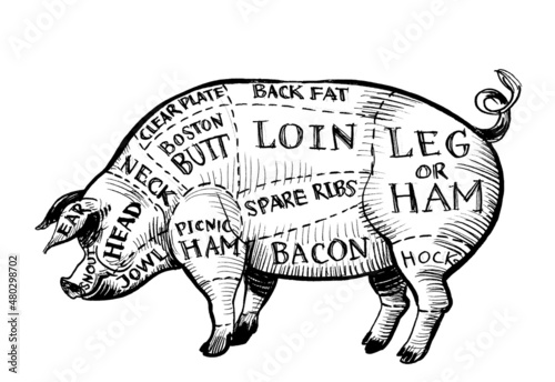Ink black and white drawing of a pig butcher's diagram 