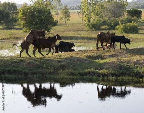 taureau tentant de séduire une vache dans la campagne thaïlandaise
