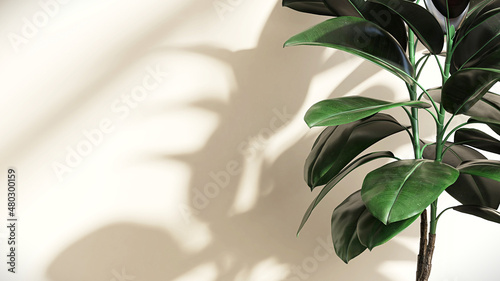 3D render close up of indian rubber Fig, Ficus elastica, decoration tropical plants trends, air purifier, in room with beautiful leaves morning sun light shadow on beige wall in background.