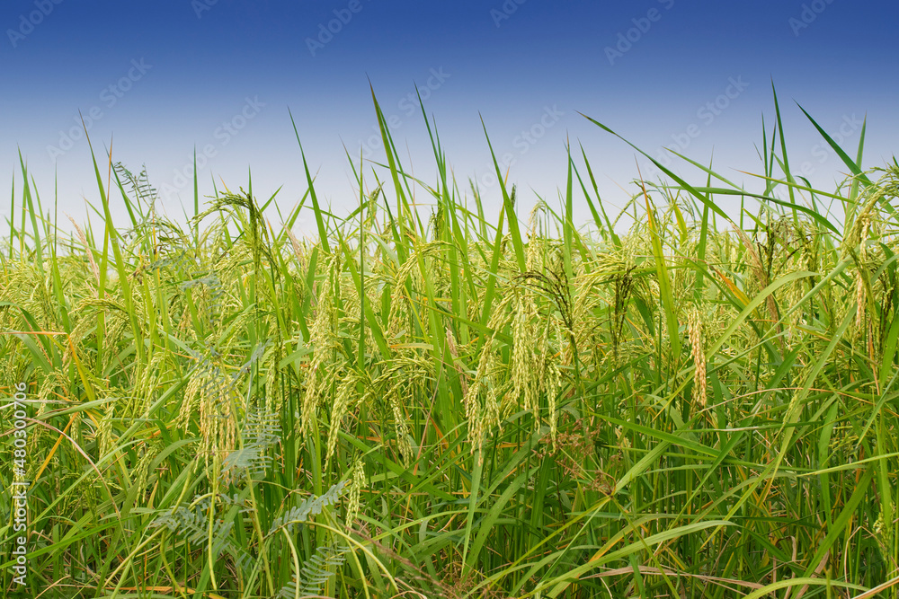 Fully grown paddy in a paddy field, green agriculture land, rural image of West Bengal, India. Paddy is the biggest agricultural product of rural India, especially in West Bengal, India.