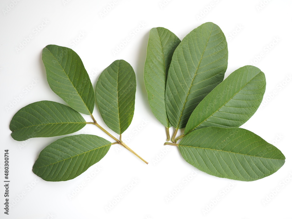 Obraz premium Guava leaves on white background. concept is Thai herbal for helps to stop bad breath, gingivitis treatment, lower blood sugar. closeup photo, blurred.