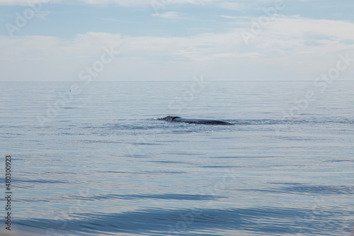 humpback tail © gkrenek