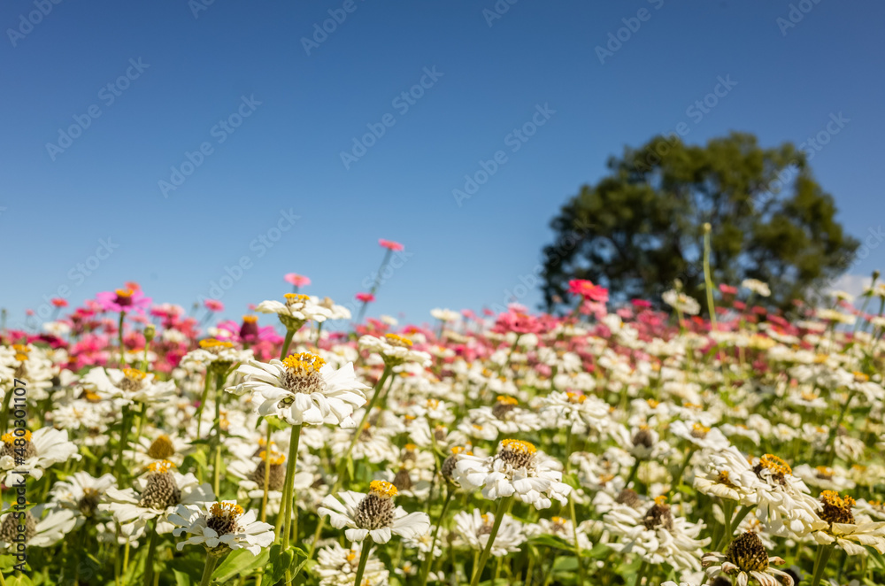 white cosmos flowers farm