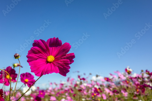 pink cosmos flowers farm