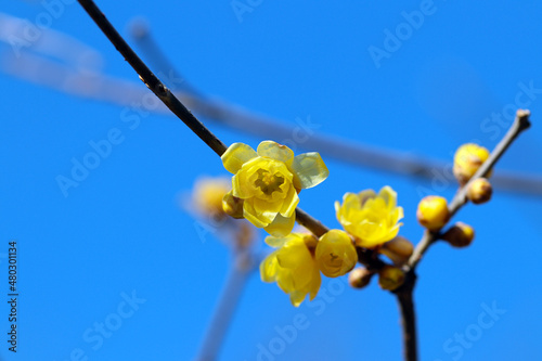 Japanese early spring tree flower 