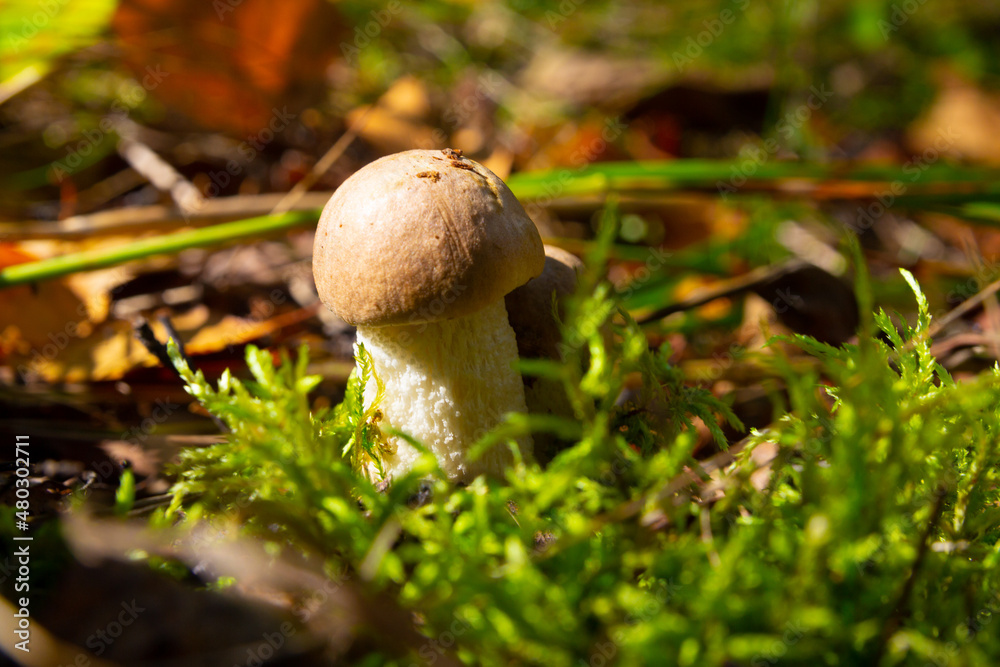 Boletus edible mushrooms in the forest Boletus edible mushrooms in the forest