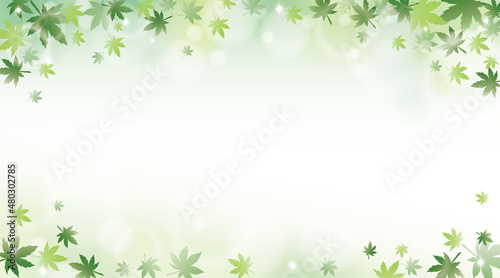 Green maple leaves with sunlight background