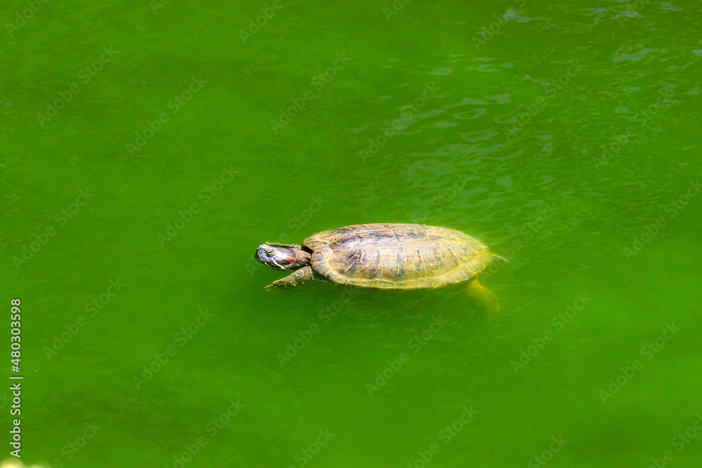 Obraz premium Red eared turtle swimming in a green algae pond. 泳ぐアカミミガメ。