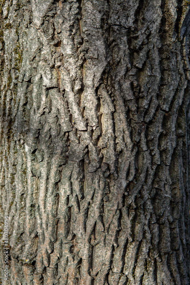 Walnut tree (Juglans regia) trunk.The tree i also known as Persian, Carpathian, English, Madeira or Common walnut. Detail of a bark. Close up. Walnut tree (Juglans regia) trunk.The tree i also known as Persian, Carpathian, English, Madeira or Common walnut. Detail of a bark. Close up.