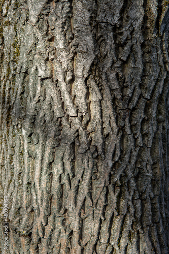 Walnut tree (Juglans regia) trunk.The tree i also known as Persian, Carpathian, English, Madeira or Common walnut. Detail of a bark. Close up.