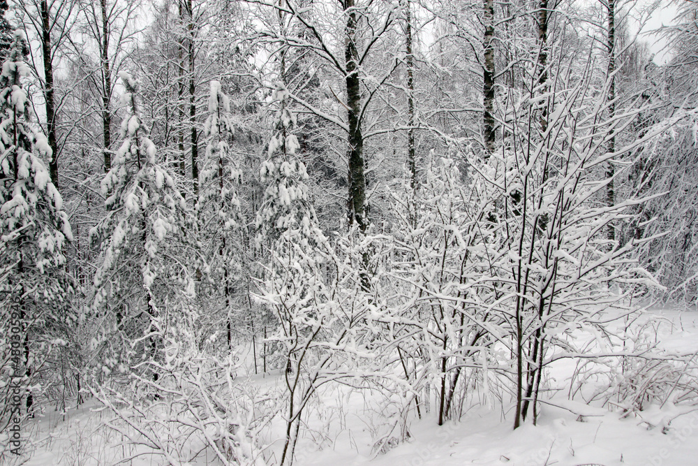 Winter forest in snow Winter forest in snow