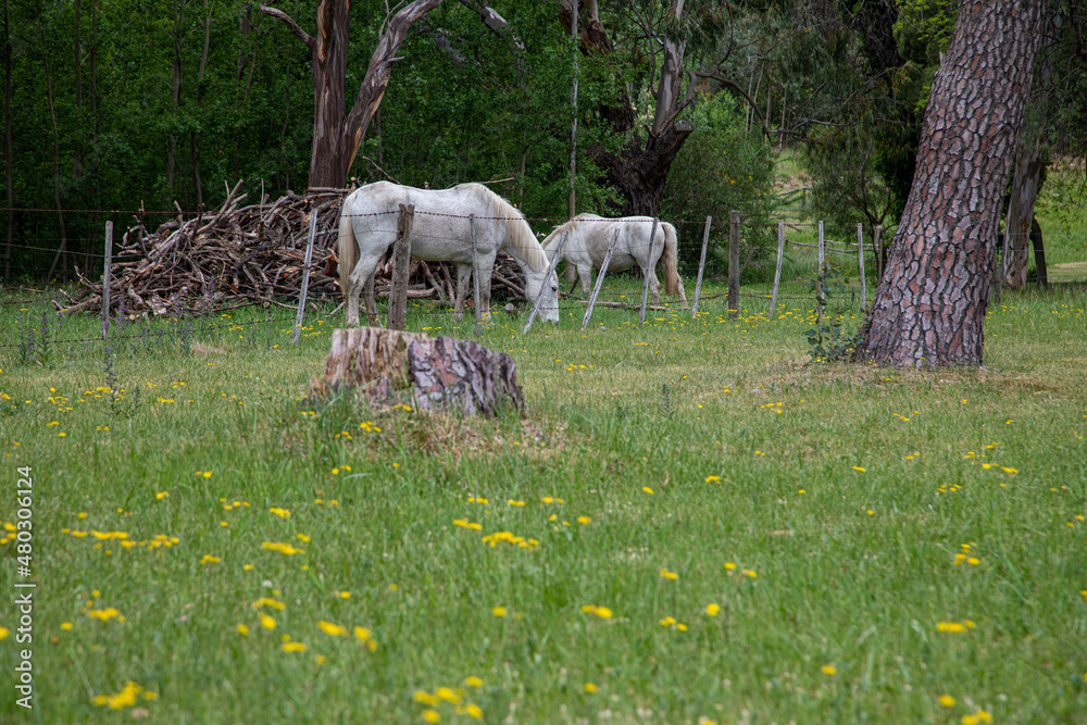 Fototapeta premium sheep in the meadow