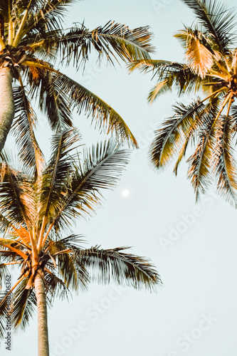 Palm trees from upward perspective © Nicole Corby
