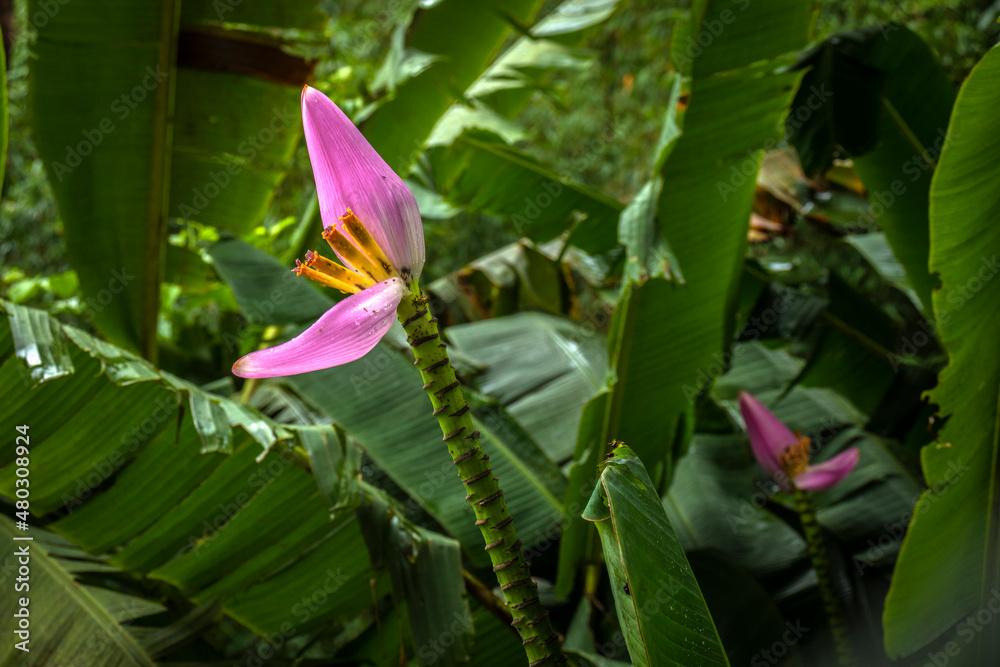 Obraz premium Flower of pink musa ornata or flowering banana in Brazil.