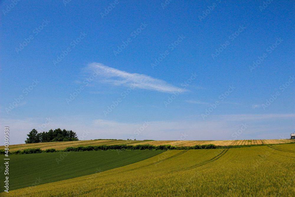 Fototapeta premium 初夏の麦畑と青空 