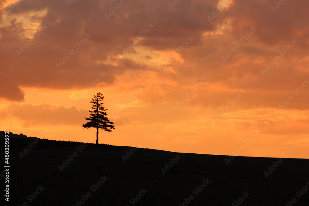 美しい夕焼けと松の木
