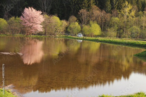 水を張った水田に映る桜
