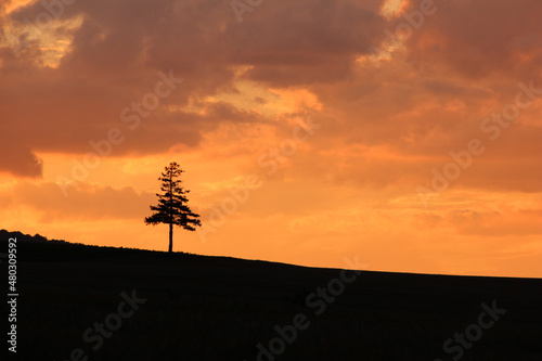 美しい夕焼けと松の木
