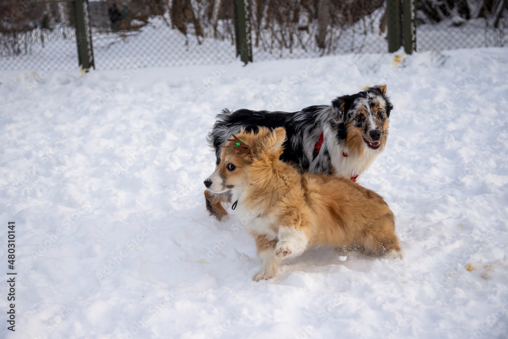 Two dogs playing in the snow.