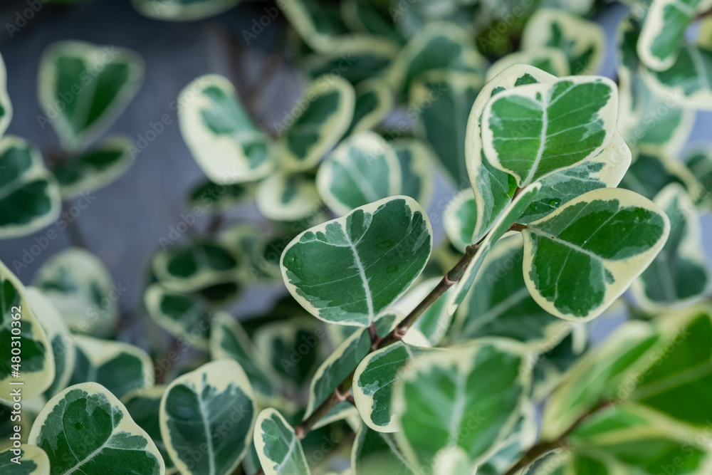 closeup white spotted leaves, green leaf texture closeup white spotted leaves, green leaf texture