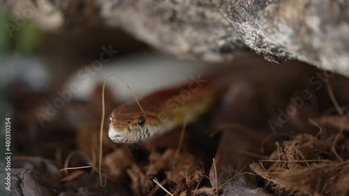 Close up of the head of a nonpoisonous corn snake appearing from under a branch, tilting its colorful head and looking towards camera.