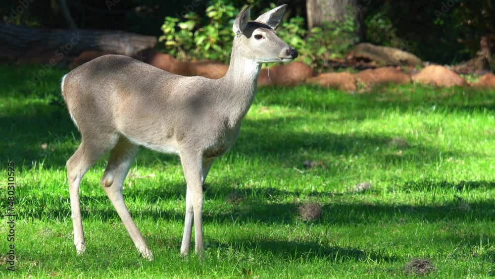 Scared Young Whitetail Doe in alert standing calm on green grass field, watching around,static Scared Young Whitetail Doe in alert standing calm on green grass field, watching around,static