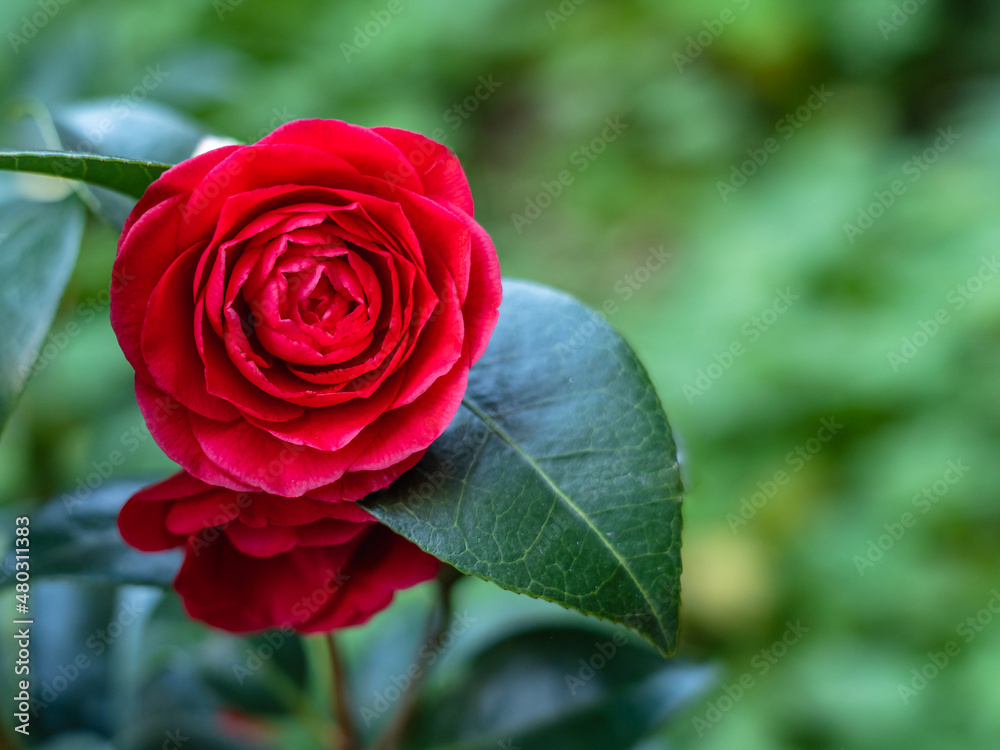 Red camellia flower heads in early spring in the garden with a blurred background, soft focus, copy space for advertising Red camellia flower heads in early spring in the garden with a blurred background, soft focus, copy space for advertising